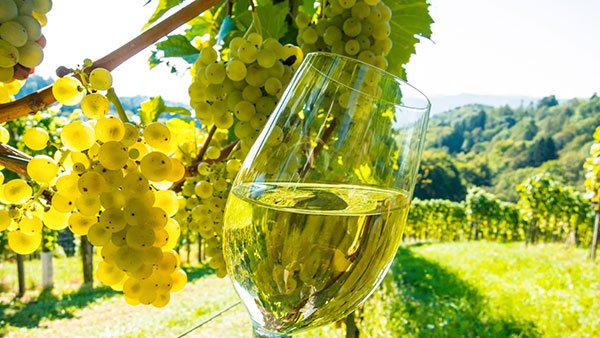 7th UNWTO Global Conference forges sustainbale wine tourism’s future