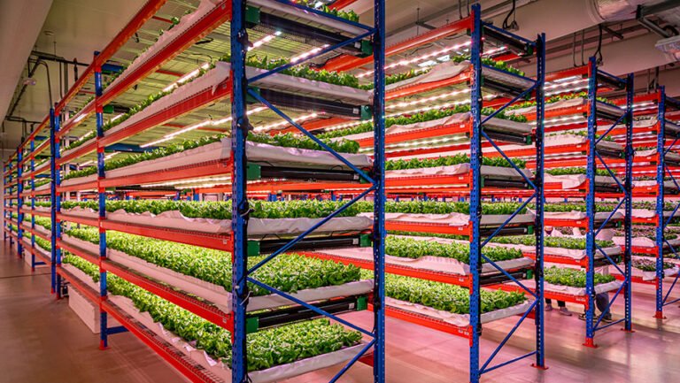 Emirates Flight Catering acquires world’s largest indoor vertical farm – Business Traveller