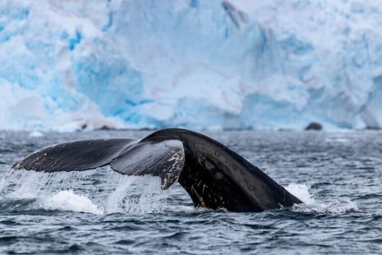 Antarctic Tour Operators Enhance Whale and Seal Conservation Efforts with New Data Collection